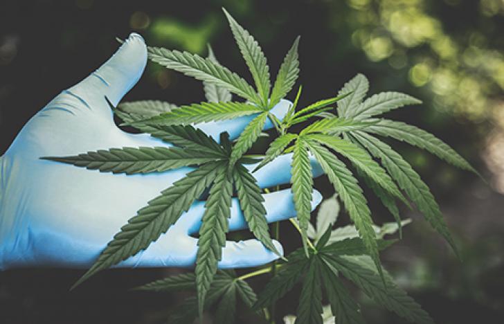 Steigende Cannabis-Nachfrage in Corona-Krise